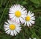 Three daisies