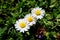 Three daisies flowere and green background