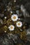 Three daisies on rocky ground with moss