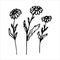Three daisies  Spring twig with leaves  floral vector object in doodle style  flowers hand draw  isolate on a white background