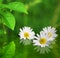 Three daisy flowers on green background reflected in water