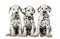 Three Dalmatian puppies sitting