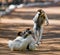 Three Dancing Sifakas on earth. Funny picture. Madagascar.