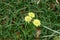 Three dandelion flowers