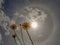 Three dandelion flowers against a solar halo