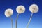 Three dandelion plants