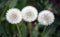 Three dandelion plants