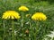 Three dandelions