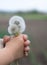 Three dandelions in the hands of a child