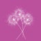Three dandelions . Happy mother`s day greeting card on pink background. White blowball