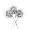 Three dandelions . Happy mother`s day greeting card on white background. Black blowball