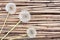 Three dandelions on reed background