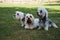 Three Dandie Dinmont Terriers isitting together n a field