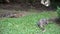 Three dangerous lizards predators wild striped varans, varanus salvator, on grass in national park