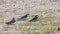 three dark green birds sitting together on gravel