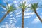 Three date palms against deep blue sky