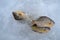 Three dead bluegills as the popular panfish for ice fishing in the frozen lakes of wisconsin area