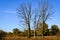 Three Dead Trees in Wisconsin Landscape