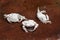 Three dead white crabs