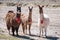 Three decorated llamas