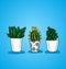 Three decorative potted cactus