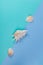 Three decorative seashells on a double blue background. Poster. Minimalism style.