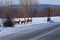 Three Deer Crossing a Road in Winter