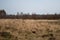 Three deer in a field of wild grass