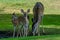 Three deer getting a drink in the shade