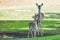 Three deer getting a drink in the shade