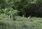 Three deer in a lush green meadow