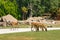 Three deer on the road