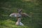 Three deers sitting in a grassfield