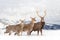 Three deers on a winter landscape background with snowfalls