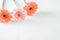 Three delicate gerbera flowers on a table