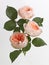 Three delicate peach english roses on a white background 22217