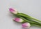 Three delicate pink tulips on white background