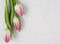 Three delicate pink tulips on white background with copy space, postcard