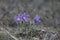 Three delicate spring lilac snowdrop flowers pulsatilla patens in a forest glade. Close up, selective focus