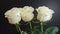 Three delicate white roses on a black background.