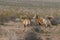 Three Desert Bighorn Sheep Rams