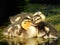 Three devine ducks with orange and brown beaks are huddling together in the water.