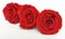 Three diamond dust red rose preserved isolated