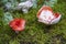 Three difference mushrooms,Dinnes Wood, Aberdeenshire, Scotland, UK