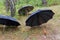 Three different black opened umbrellas in rainy forest
