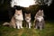 Three different cats in garden