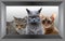 Three different cats in silver frame