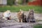 Three different cats sit on the path in the garden on a spring day