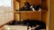 Three different cats sleep on the shelves: a forest-colored cat, a smooth-haired cat, and a fluffy black-and-white cat.