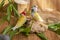 Three different colored Gouldian finches at home.